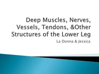 Deep Muscles, Nerves, Vessels, Tendons, &amp;Other Structures of the Lower Leg