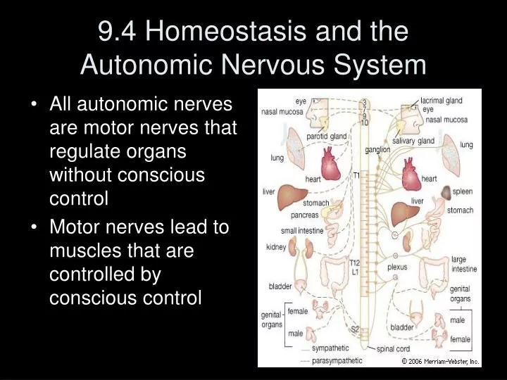 9 4 homeostasis and the autonomic nervous system
