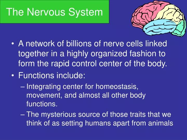 the nervous system