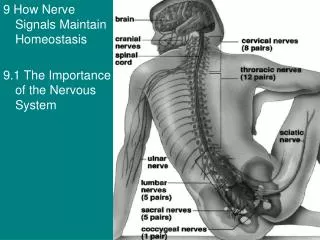 9 How Nerve Signals Maintain Homeostasis 9.1 The Importance of the Nervous System