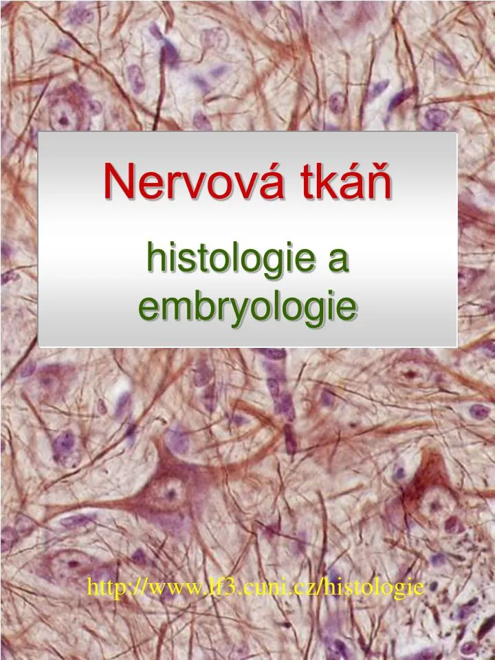 nervov tk histologie a embryologie