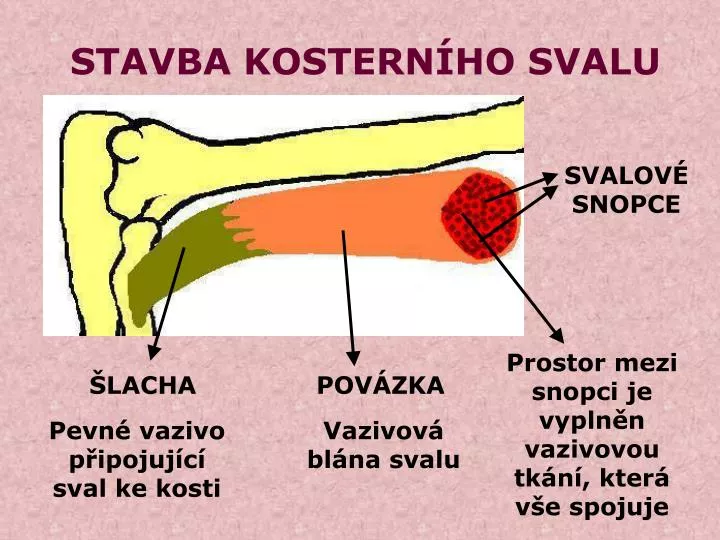 stavba kostern ho svalu