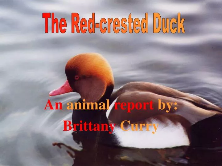 an animal report by brittany curry