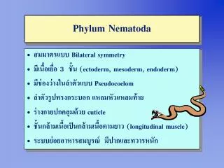 phylum nematoda