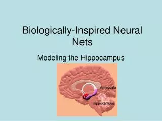 Biologically-Inspired Neural Nets