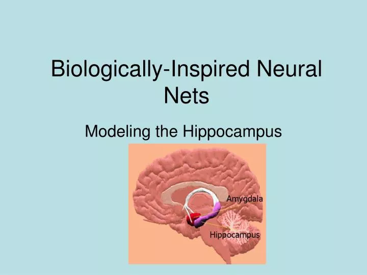 biologically inspired neural nets