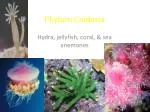 Phylum Cnidaria - slide 1