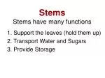 Stems Stems have many functions - slide 1