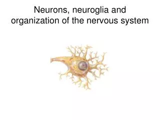 Neurons, neuroglia and organization of the nervous system