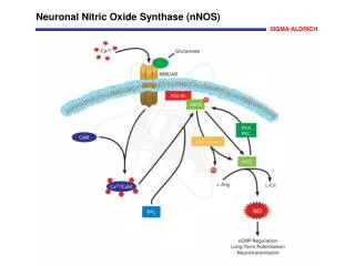 Neuronal Nitric Oxide Synthase (nNOS)