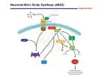 Neuronal Nitric Oxide Synthase (nNOS) - slide 1