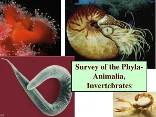 Survey of the Phyla-Animalia, Invertebrates