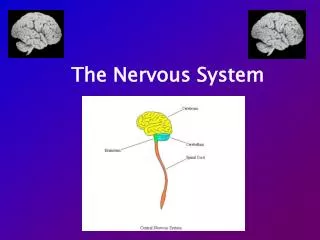 the nervous system