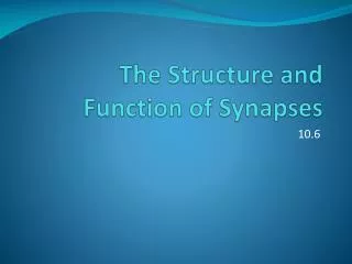 The Structure and Function of Synapses