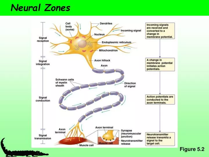 neural zones