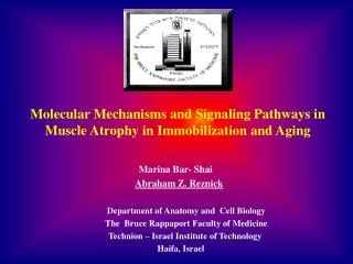 Molecular Mechanisms and Signaling Pathways in Muscle Atrophy in Immobilization and Aging