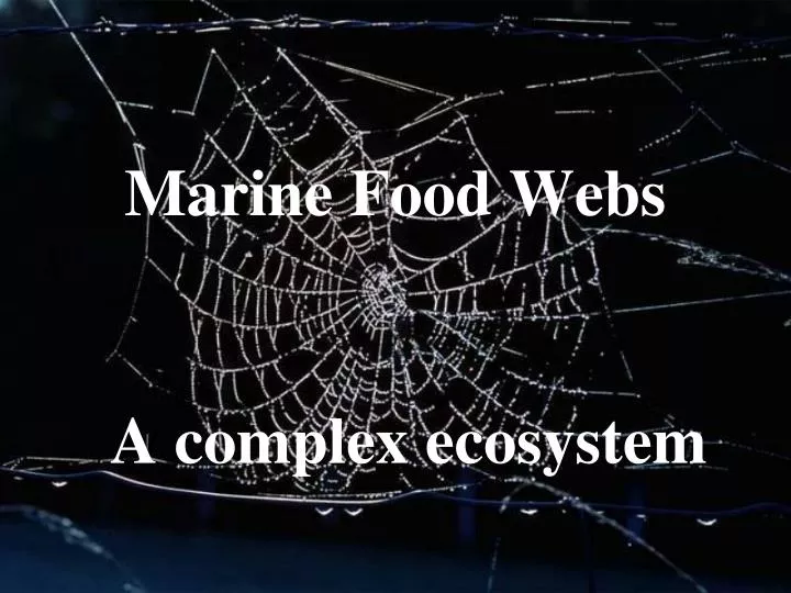 marine food webs