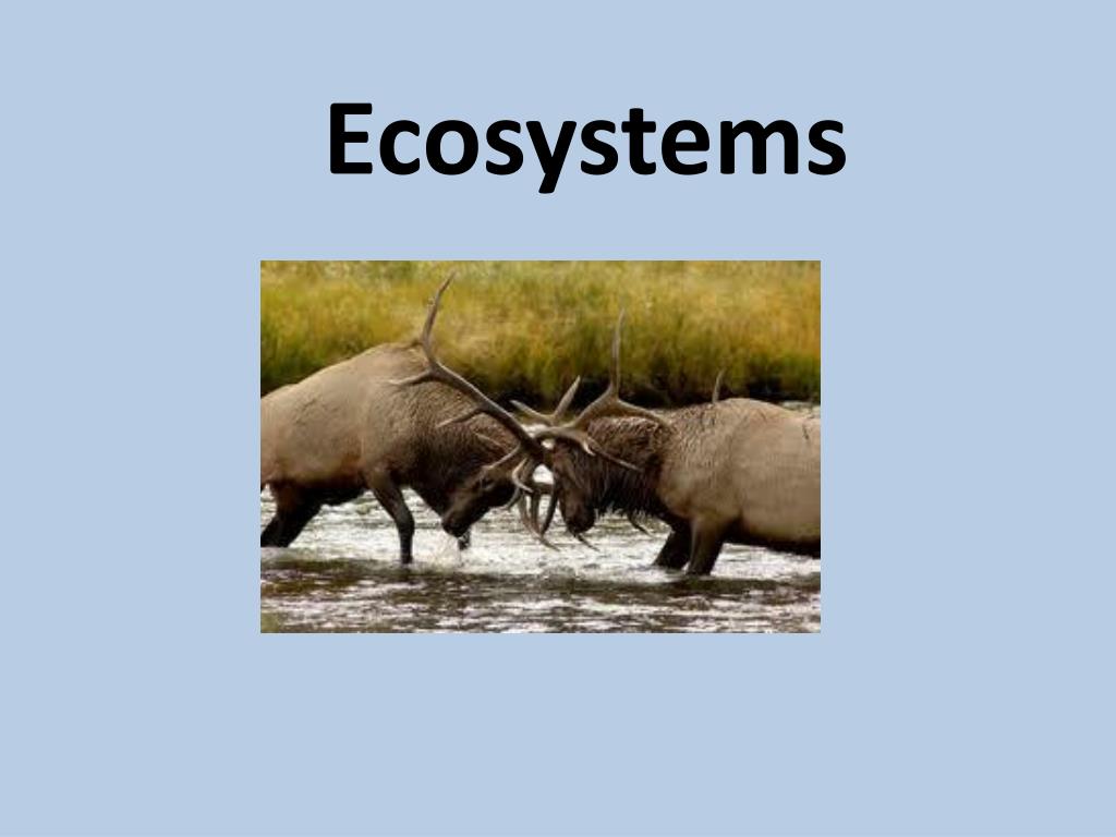 PPT - Ecosystems PowerPoint Presentation, free download - ID:1488649