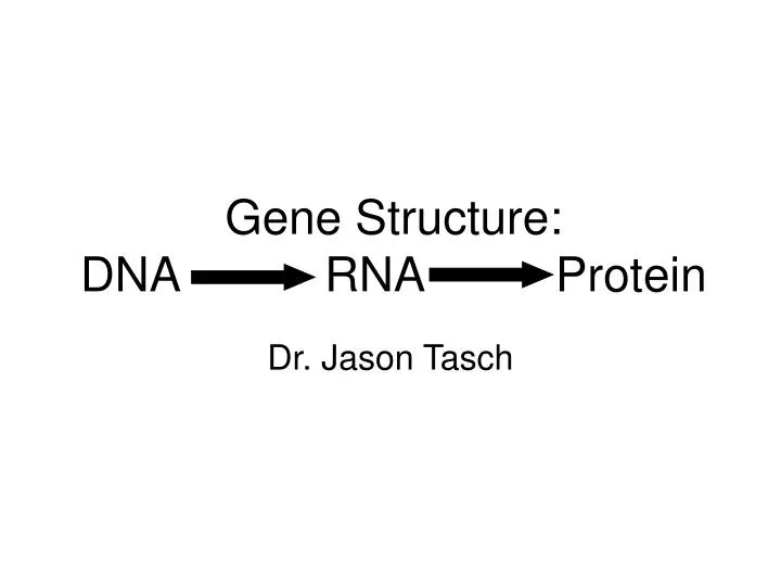 gene structure dna rna protein