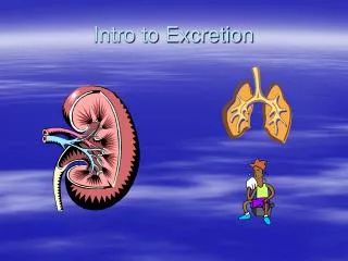 Intro to Excretion