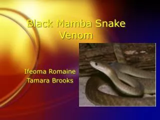 Black Mamba Snake Venom