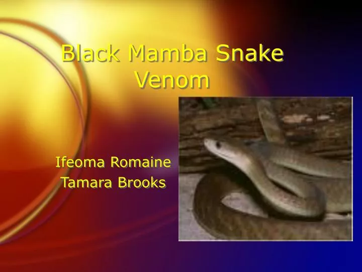 black mamba snake venom