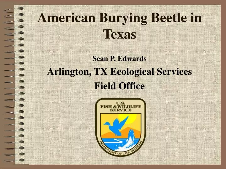 american burying beetle in texas