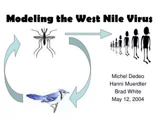 Modeling the West Nile Virus