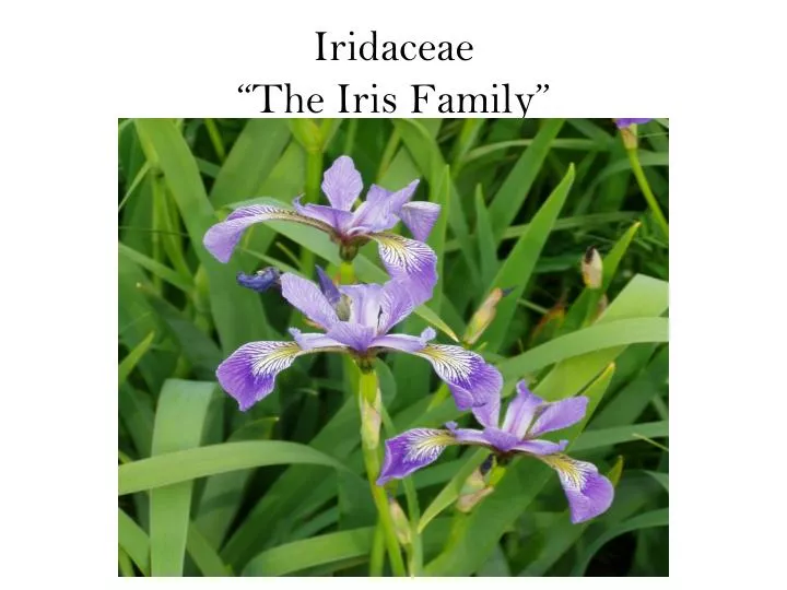 iridaceae the iris family