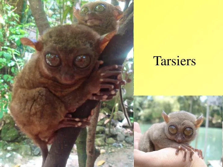 tarsiers