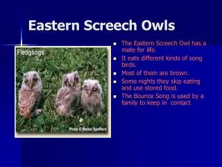 Eastern Screech Owls