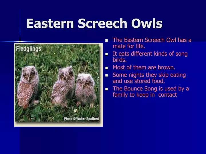 eastern screech owls