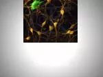 Neuron Pathways: Nervous System Essentials - slide 1