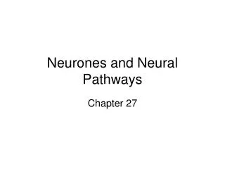 Neurones and Neural Pathways