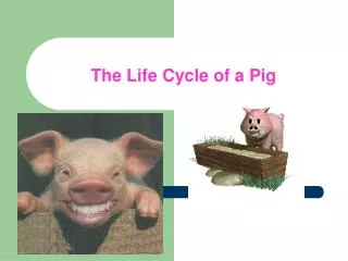 The Life Cycle of a Pig