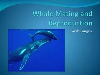 Whale Mating and Reproduction
