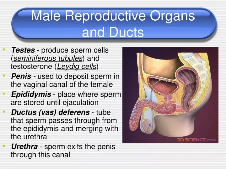 male reproductive organs and ducts