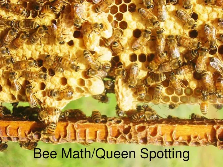 bee math queen spotting
