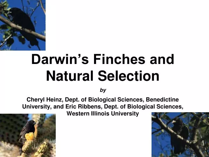 darwin s finches and natural selection