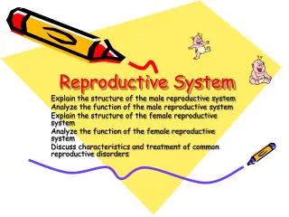 reproductive system