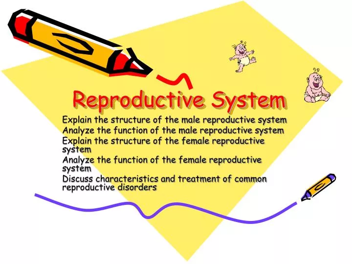 reproductive system