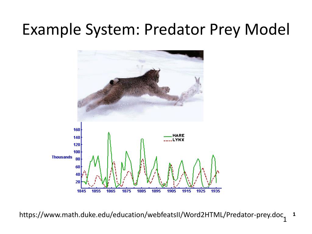 PPT - Predator-Prey Dynamics: Stability and Behavior in Autonomous ...