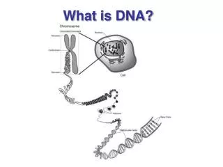 What is DNA?