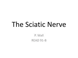 the sciatic nerve