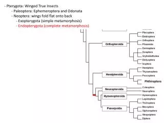 - Pterygota: Winged True Insects 	 - Paleoptera: Ephemeroptera and Odonata 	 - Neoptera: wings fold flat onto back