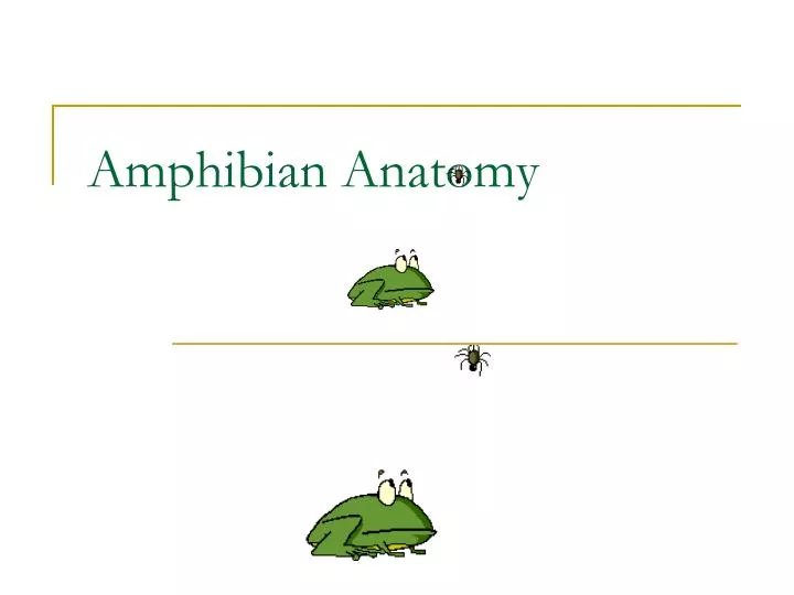 amphibian anatomy
