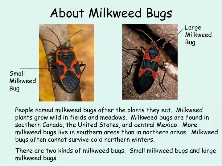 about milkweed bugs