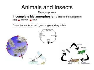 Animals and Insects Metamorphosis