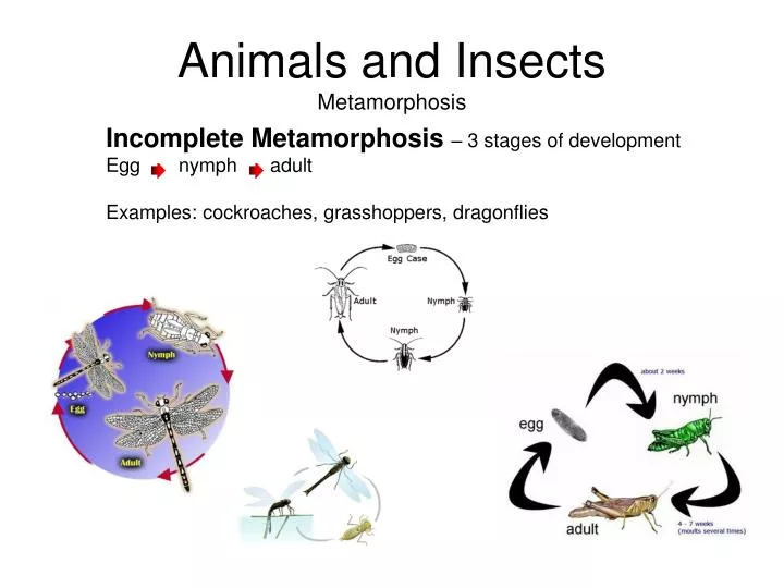 animals and insects metamorphosis