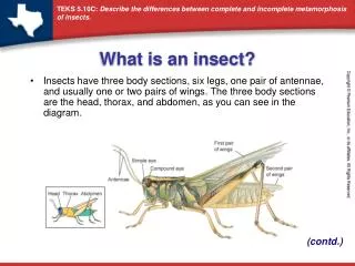 what is an insect